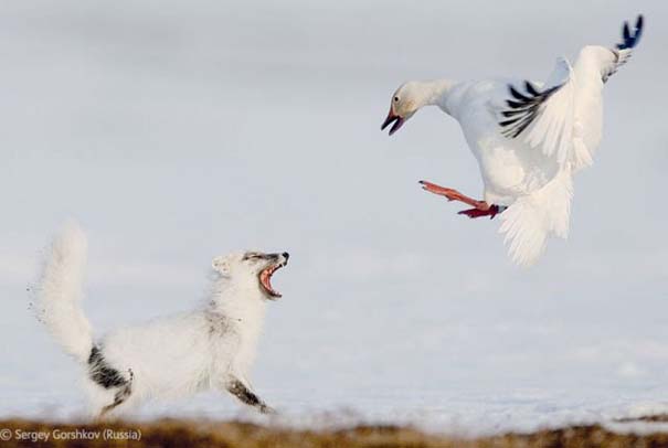 Οι καλύτερες φωτογραφίες άγριας φύσης για το 2012 (30)