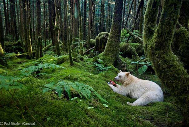 Οι καλύτερες φωτογραφίες άγριας φύσης για το 2012 (35)