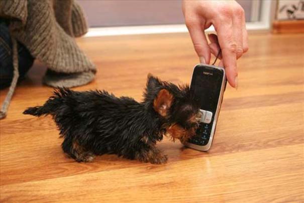 Ο μικρότερος σκύλος στον κόσμο (2)