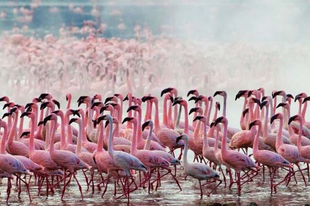 Nakuru: Η λίμνη με τα εκατομμύρια Flamingos (2)