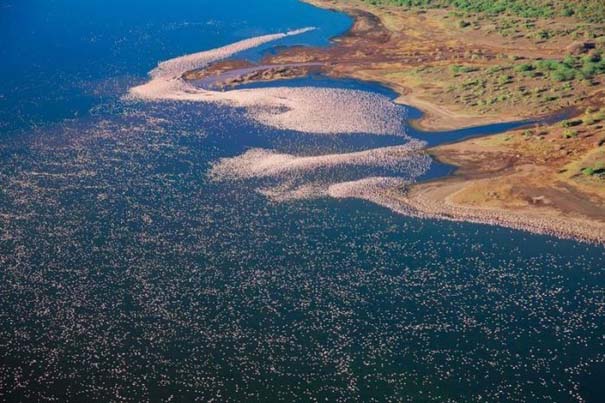 Nakuru: Η λίμνη με τα εκατομμύρια Flamingos (6)