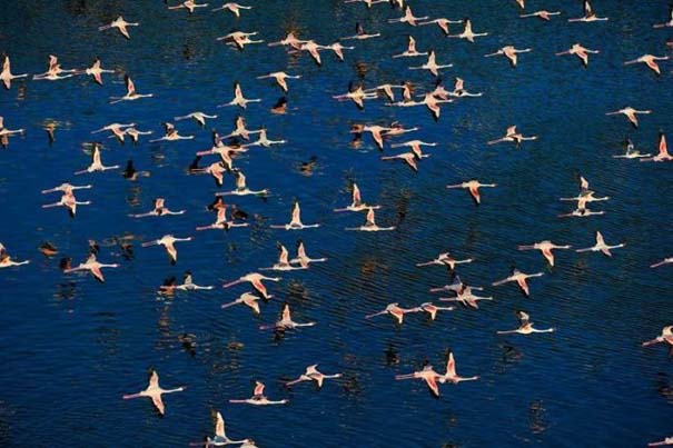 Nakuru: Η λίμνη με τα εκατομμύρια Flamingos (8)