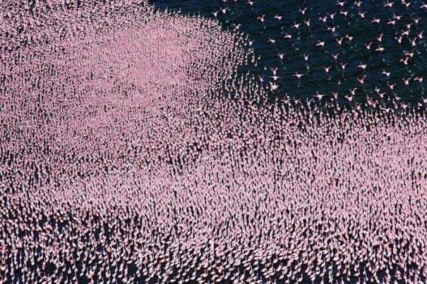 Nakuru: Η λίμνη με τα εκατομμύρια Flamingos (10)