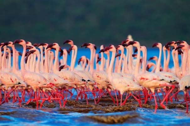Nakuru: Η λίμνη με τα εκατομμύρια Flamingos (16)