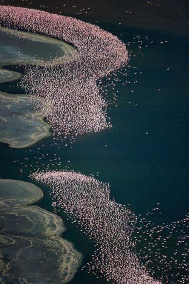 Nakuru: Η λίμνη με τα εκατομμύρια Flamingos (17)