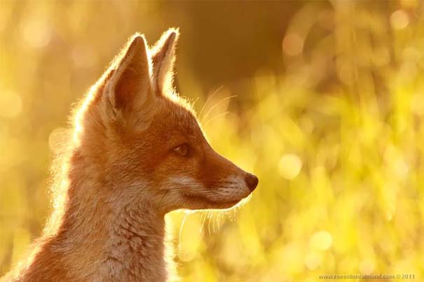 Σπάνιες και υπέροχες φωτογραφίες της Κόκκινης Αλεπούς (1)