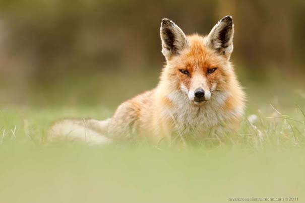 Σπάνιες και υπέροχες φωτογραφίες της Κόκκινης Αλεπούς (2)