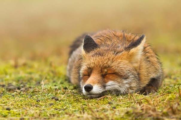 Σπάνιες και υπέροχες φωτογραφίες της Κόκκινης Αλεπούς (3)