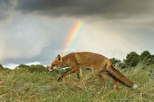 Σπάνιες και υπέροχες φωτογραφίες της Κόκκινης Αλεπούς (4)