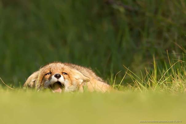 Σπάνιες και υπέροχες φωτογραφίες της Κόκκινης Αλεπούς (5)