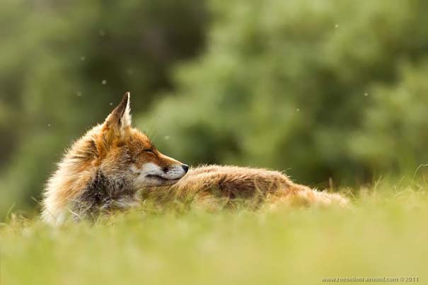 Σπάνιες και υπέροχες φωτογραφίες της Κόκκινης Αλεπούς (7)