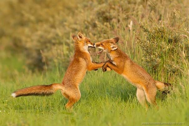 Σπάνιες και υπέροχες φωτογραφίες της Κόκκινης Αλεπούς (8)