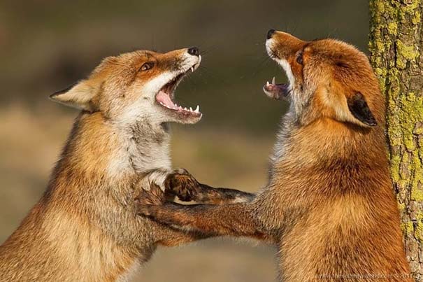 Σπάνιες και υπέροχες φωτογραφίες της Κόκκινης Αλεπούς (9)