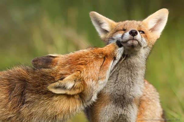 Σπάνιες και υπέροχες φωτογραφίες της Κόκκινης Αλεπούς (10)