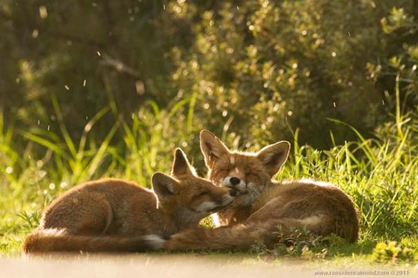 Σπάνιες και υπέροχες φωτογραφίες της Κόκκινης Αλεπούς (11)