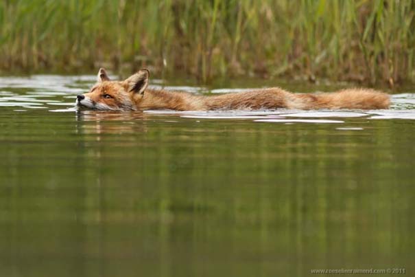 Σπάνιες και υπέροχες φωτογραφίες της Κόκκινης Αλεπούς (12)
