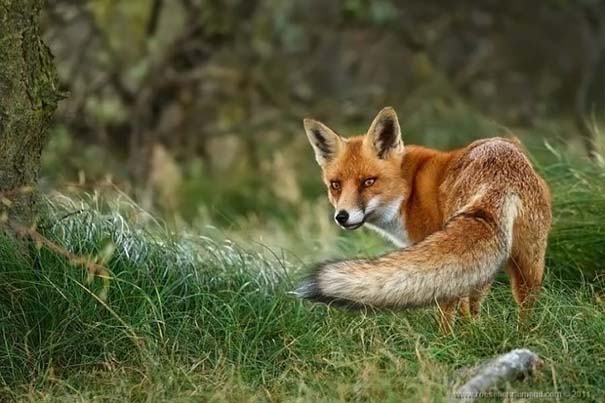 Σπάνιες και υπέροχες φωτογραφίες της Κόκκινης Αλεπούς (13)
