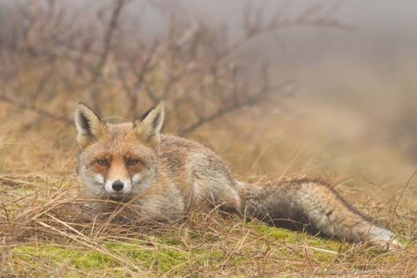 Σπάνιες και υπέροχες φωτογραφίες της Κόκκινης Αλεπούς (15)