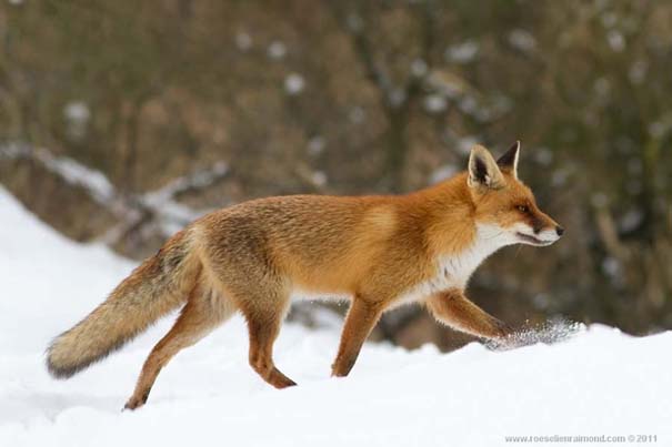 Σπάνιες και υπέροχες φωτογραφίες της Κόκκινης Αλεπούς (16)