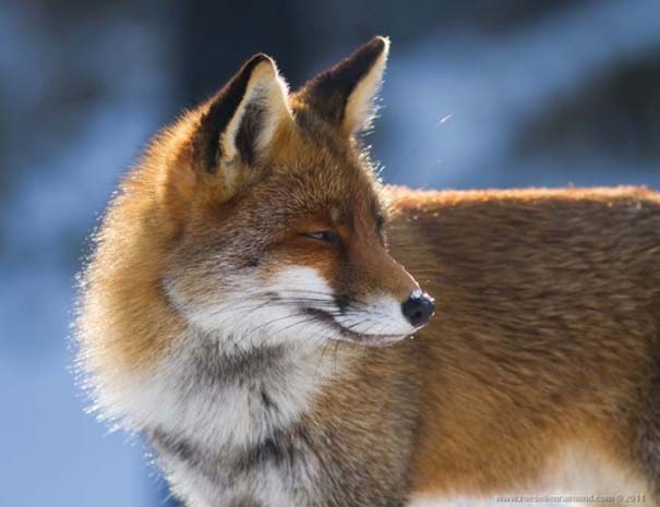 Σπάνιες και υπέροχες φωτογραφίες της Κόκκινης Αλεπούς (18)