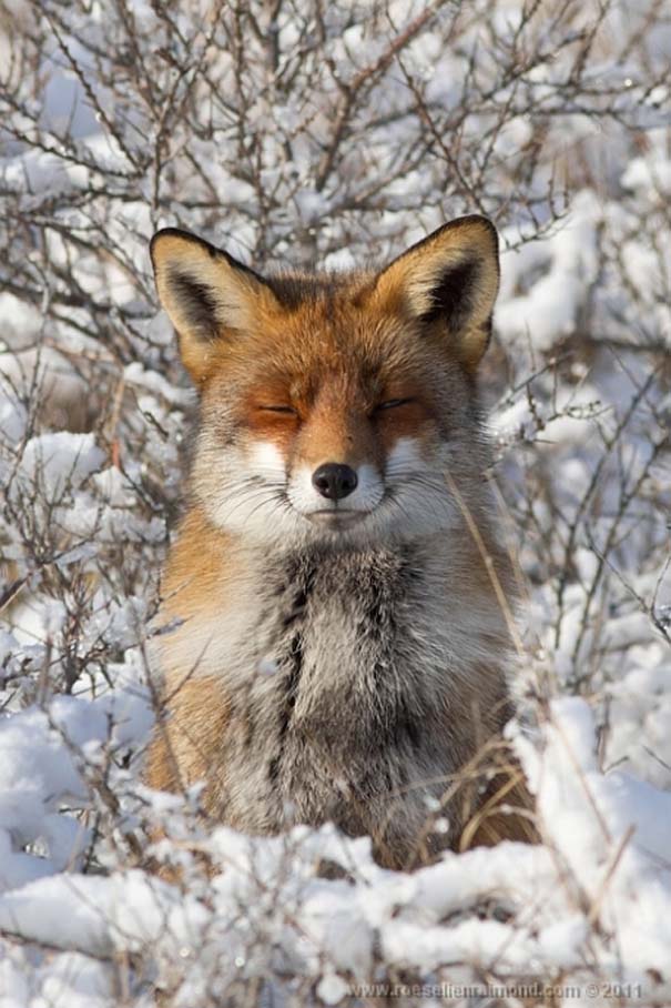 Σπάνιες και υπέροχες φωτογραφίες της Κόκκινης Αλεπούς (20)