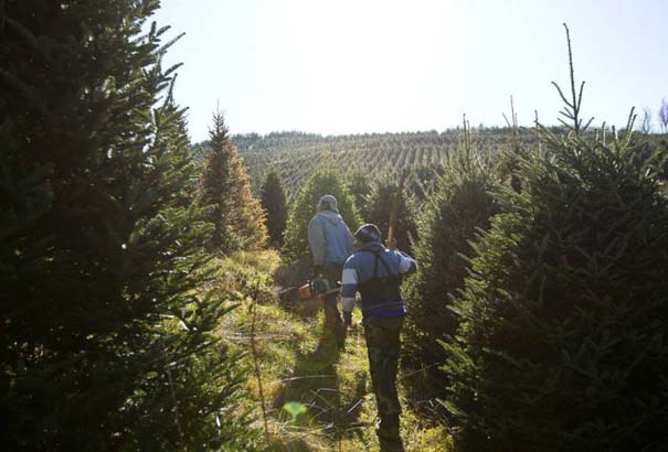 Πως γίνεται η καλλιέργεια και συγκομιδή των Χριστουγεννιάτικων Δέντρων (4)