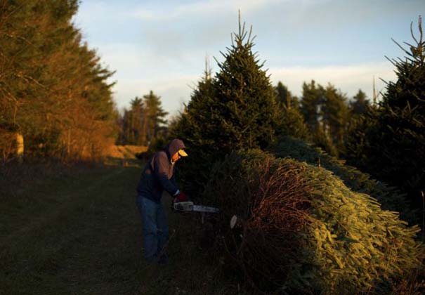 Πως γίνεται η καλλιέργεια και συγκομιδή των Χριστουγεννιάτικων Δέντρων (15)