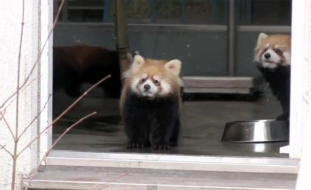 Μωρό κόκκινο Panda παίρνει την τρομάρα της ζωής του