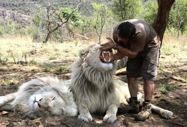Ο γητευτής των λιονταριών | Φωτογραφία της ημέρας