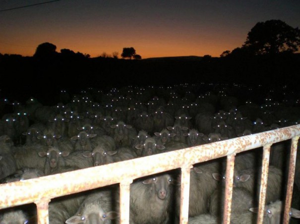 Ο εφιάλτης στη στάνη με τα πρόβατα | Φωτογραφία της ημέρας