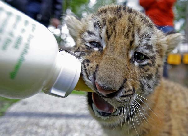 Οι πιο αξιολάτρευτες φωτογραφίες με μωρά ζώων του 2012 (6)