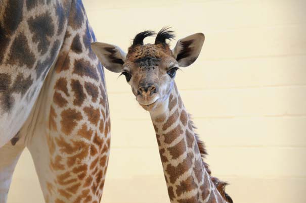 Οι πιο αξιολάτρευτες φωτογραφίες με μωρά ζώων του 2012 (9)