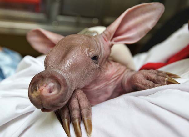 Οι πιο αξιολάτρευτες φωτογραφίες με μωρά ζώων του 2012 (22)