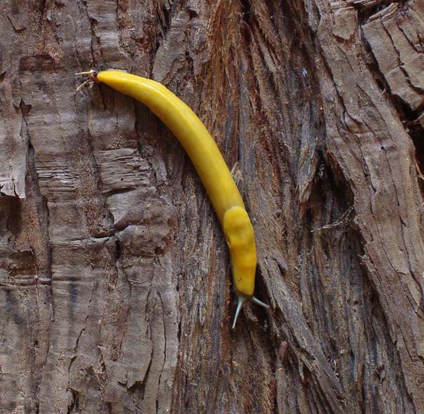 Γυμνοσάλιαγκας μπανάνα (17)