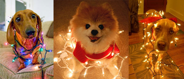 Σκύλοι που νομίζουν ότι είναι Χριστουγεννιάτικα δέντρα (1)