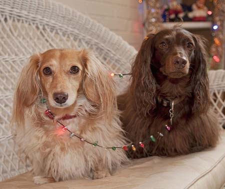 Σκύλοι που νομίζουν ότι είναι Χριστουγεννιάτικα δέντρα (2)