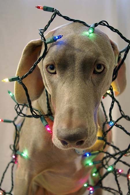 Σκύλοι που νομίζουν ότι είναι Χριστουγεννιάτικα δέντρα (3)