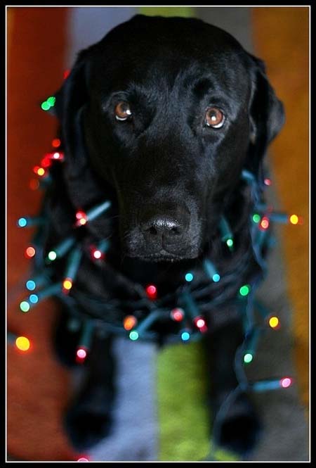 Σκύλοι που νομίζουν ότι είναι Χριστουγεννιάτικα δέντρα (4)