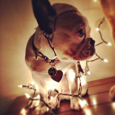 Σκύλοι που νομίζουν ότι είναι Χριστουγεννιάτικα δέντρα (5)
