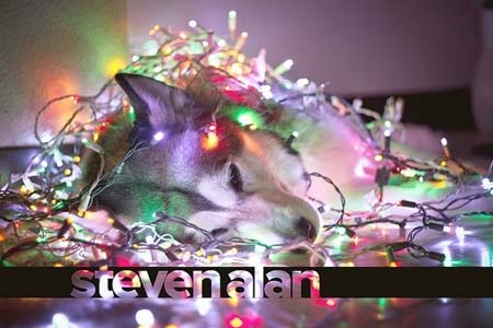 Σκύλοι που νομίζουν ότι είναι Χριστουγεννιάτικα δέντρα (6)