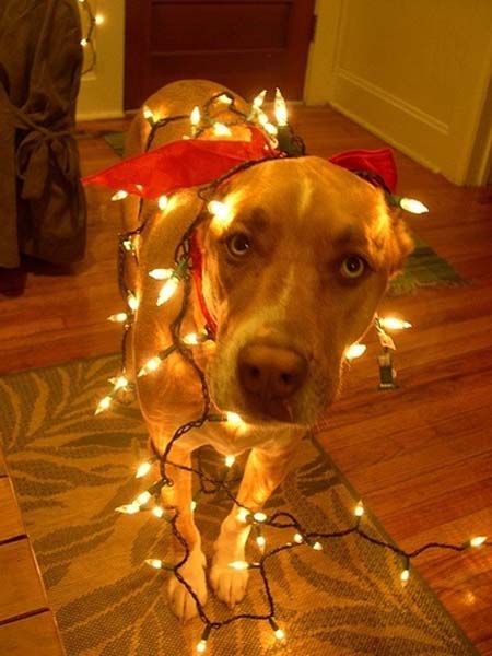 Σκύλοι που νομίζουν ότι είναι Χριστουγεννιάτικα δέντρα (7)