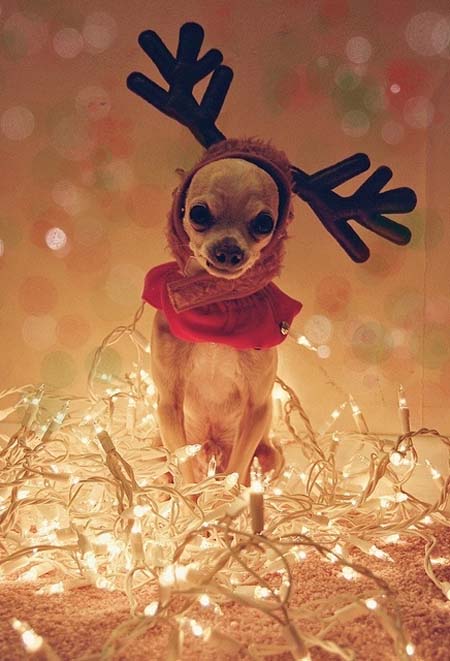 Σκύλοι που νομίζουν ότι είναι Χριστουγεννιάτικα δέντρα (8)