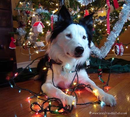 Σκύλοι που νομίζουν ότι είναι Χριστουγεννιάτικα δέντρα (11)