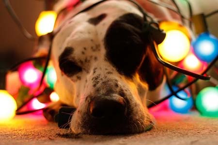 Σκύλοι που νομίζουν ότι είναι Χριστουγεννιάτικα δέντρα (12)