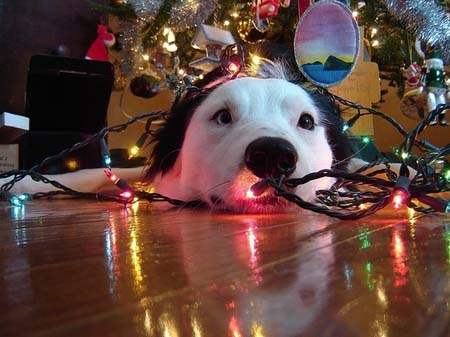 Σκύλοι που νομίζουν ότι είναι Χριστουγεννιάτικα δέντρα (13)