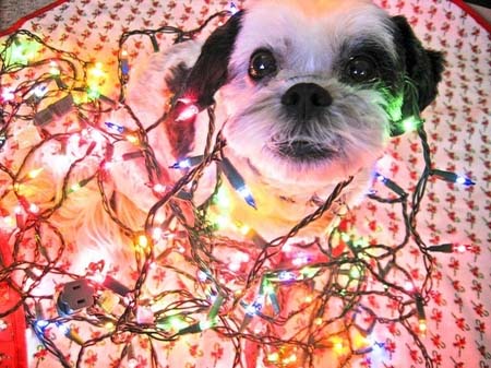 Σκύλοι που νομίζουν ότι είναι Χριστουγεννιάτικα δέντρα (14)