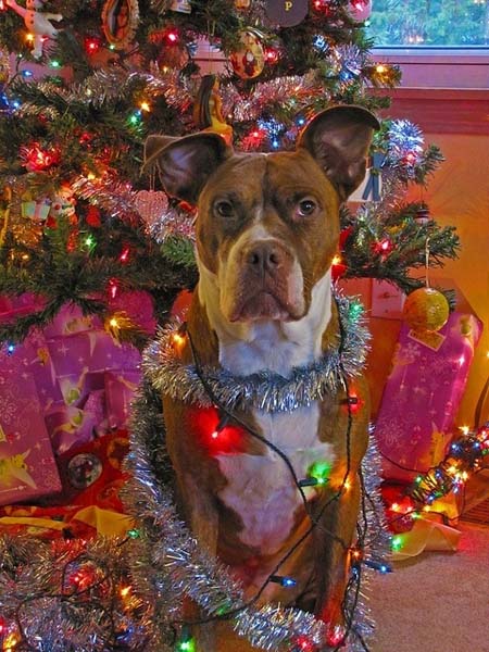 Σκύλοι που νομίζουν ότι είναι Χριστουγεννιάτικα δέντρα (15)