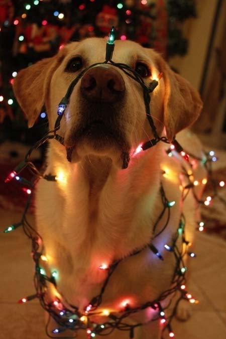Σκύλοι που νομίζουν ότι είναι Χριστουγεννιάτικα δέντρα (16)