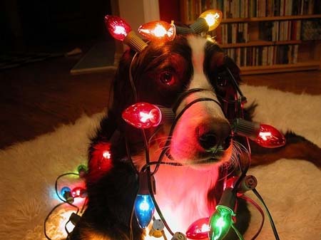 Σκύλοι που νομίζουν ότι είναι Χριστουγεννιάτικα δέντρα (17)