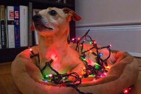 Σκύλοι που νομίζουν ότι είναι Χριστουγεννιάτικα δέντρα (18)